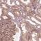 Otogelin Like antibody, NBP2-54991, Novus Biologicals, Immunohistochemistry paraffin image 