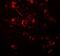 Adhesion Molecule With Ig Like Domain 1 antibody, A11302, Boster Biological Technology, Immunofluorescence image 