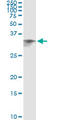 Cell Death Inducing DFFA Like Effector A antibody, LS-C196921, Lifespan Biosciences, Immunoprecipitation image 
