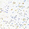 Skip antibody, 23-196, ProSci, Immunohistochemistry frozen image 