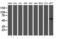 Adipocyte Plasma Membrane Associated Protein antibody, LS-C337634, Lifespan Biosciences, Western Blot image 