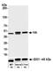 HA tag antibody, A191-102, Bethyl Labs, Western Blot image 