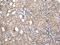 Wipi4 antibody, PA5-51164, Invitrogen Antibodies, Immunohistochemistry paraffin image 