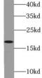 Thyroid Hormone Responsive antibody, FNab08677, FineTest, Western Blot image 