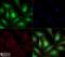 TOR antibody, NBP2-24503, Novus Biologicals, Immunofluorescence image 