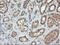 TRNA Methyltransferase 2 Homolog A antibody, LS-C174317, Lifespan Biosciences, Immunohistochemistry frozen image 