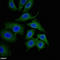 NAD(P)H Quinone Dehydrogenase 1 antibody, LS-C678849, Lifespan Biosciences, Immunofluorescence image 