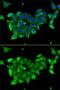 Carbonic Anhydrase 1 antibody, GTX53905, GeneTex, Immunofluorescence image 