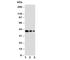 GATA Binding Protein 2 antibody, R30984, NSJ Bioreagents, Western Blot image 