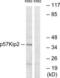 Cyclin Dependent Kinase Inhibitor 1C antibody, LS-C117917, Lifespan Biosciences, Western Blot image 