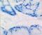 C-C Motif Chemokine Ligand 20 antibody, DDX0430P-100, Novus Biologicals, Immunohistochemistry frozen image 