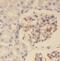 PBX/Knotted 1 Homeobox 2 antibody, FNab06500, FineTest, Immunohistochemistry paraffin image 