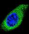 Collagen Type XXI Alpha 1 Chain antibody, abx026618, Abbexa, Immunofluorescence image 