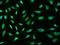 SLC3A1 antibody, 204834-T02, Sino Biological, Immunohistochemistry paraffin image 