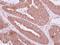 NME/NM23 Family Member 9 antibody, LS-C155499, Lifespan Biosciences, Immunohistochemistry frozen image 