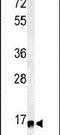 Ribosomal Protein S13 antibody, PA5-24732, Invitrogen Antibodies, Western Blot image 