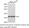 CD177 Molecule antibody, LS-C193026, Lifespan Biosciences, Western Blot image 