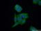 Carbonyl Reductase 3 antibody, 15619-1-AP, Proteintech Group, Immunofluorescence image 