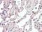 Secretin Receptor antibody, GTX85827, GeneTex, Immunohistochemistry paraffin image 