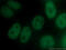Serum Response Factor antibody, 66742-1-Ig, Proteintech Group, Immunofluorescence image 