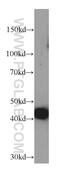 Actin Alpha Cardiac Muscle 1 antibody, 66125-1-Ig, Proteintech Group, Western Blot image 