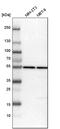 Histidyl-TRNA Synthetase antibody, PA5-57708, Invitrogen Antibodies, Western Blot image 