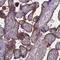 Pleckstrin Homology And RhoGEF Domain Containing G6 antibody, HPA041459, Atlas Antibodies, Immunohistochemistry frozen image 