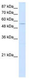 General Transcription Factor IIIC Subunit 5 antibody, TA343678, Origene, Western Blot image 