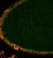 Indole 3 acetic acid antibody, orb10859, Biorbyt, Immunofluorescence image 