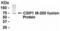 Kelch Like Family Member 12 antibody, XW-8011, ProSci, Western Blot image 