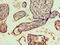 Spermatogenesis Associated Serine Rich 2 Like antibody, LS-C372076, Lifespan Biosciences, Immunohistochemistry paraffin image 