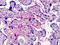 SERPINC1 antibody, orb92438, Biorbyt, Immunohistochemistry paraffin image 