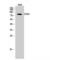 CD44 antibody, LS-C382569, Lifespan Biosciences, Western Blot image 
