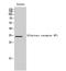 Olfactory Receptor Family 6 Subfamily P Member 1 antibody, STJ94795, St John