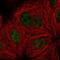 Protein Phosphatase 4 Regulatory Subunit 3A antibody, PA5-66644, Invitrogen Antibodies, Immunofluorescence image 