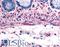 Adrenoceptor Alpha 1B antibody, LS-A699, Lifespan Biosciences, Immunohistochemistry frozen image 