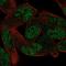 Zinc Finger Protein 850 antibody, PA5-56107, Invitrogen Antibodies, Immunofluorescence image 