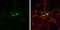 Glutamate Decarboxylase 1 antibody, GTX113190, GeneTex, Immunofluorescence image 