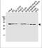 Basic Helix-Loop-Helix Family Member E41 antibody, M04668, Boster Biological Technology, Western Blot image 