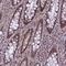 Arginine And Serine Rich Coiled-Coil 1 antibody, NBP1-90756, Novus Biologicals, Immunohistochemistry frozen image 