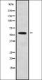 Interferon Lambda 2 antibody, orb336344, Biorbyt, Western Blot image 