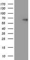 Tripartite Motif Containing 9 antibody, LS-C175116, Lifespan Biosciences, Western Blot image 