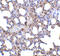 PR/SET Domain 1 antibody, 3991, ProSci, Immunohistochemistry paraffin image 