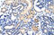 EMG1 N1-Specific Pseudouridine Methyltransferase antibody, 29-370, ProSci, Immunohistochemistry frozen image 