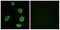 Olfactory Receptor Family 8 Subfamily K Member 1 antibody, A16911, Boster Biological Technology, Western Blot image 