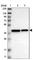 Transmembrane Protein 19 antibody, HPA016830, Atlas Antibodies, Western Blot image 