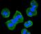 Histone Deacetylase 10 antibody, NBP2-67801, Novus Biologicals, Immunofluorescence image 
