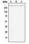 Mucin 4, Cell Surface Associated antibody, MBS822170, MyBioSource, Western Blot image 