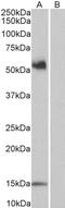 Engrailed Homeobox 2 antibody, 45-537, ProSci, Enzyme Linked Immunosorbent Assay image 