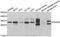 Platelet Derived Growth Factor Subunit B antibody, A1195, ABclonal Technology, Western Blot image 